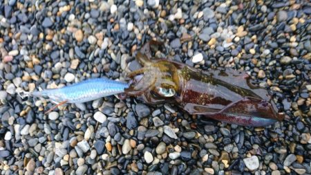 アオリイカ6杯 コウイカバラシ