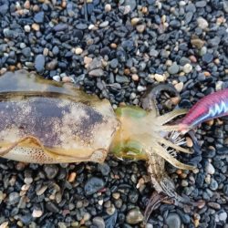 サーフと地磯エギング