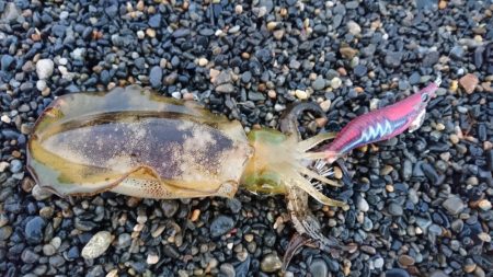 サーフと地磯エギング