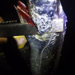 ようこそ、タチウオちゃん達、まってたよ。