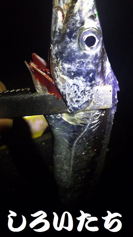 ようこそ、タチウオちゃん達、まってたよ。