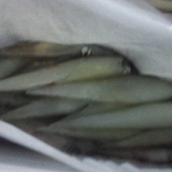 まだいるぞ　良型!!