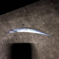 台風接近の中…シイラ?!