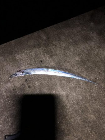 台風接近の中…シイラ？！