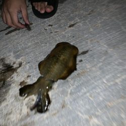 イカのサイズアップが見られる頃