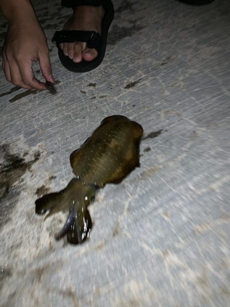 イカのサイズアップが見られる頃