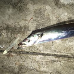 ドラゴンタチウオ