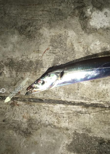 ドラゴンタチウオ