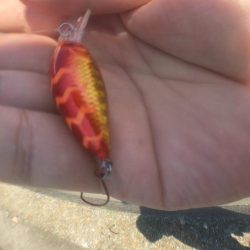 ハゼクランクデビュー!