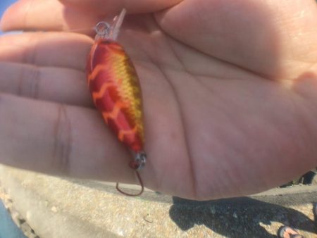 ハゼクランクデビュー!