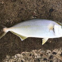 ライトショアジギング