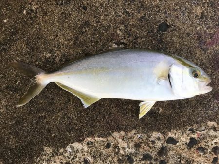 ライトショアジギング