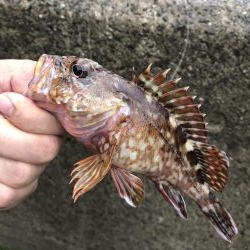 タコと根魚