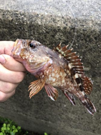 タコと根魚