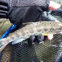 揖保川渓流釣り最終日