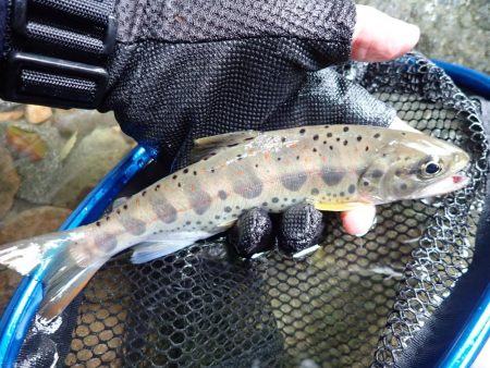 揖保川渓流釣り最終日