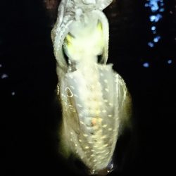 初アオリイカ釣行