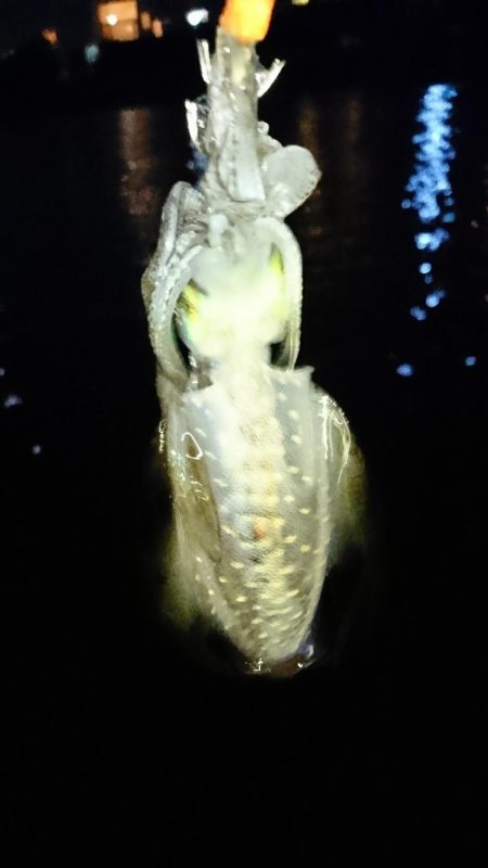 初アオリイカ釣行