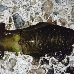 まだ少し小さいかな？