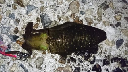 まだ少し小さいかな？