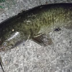 稲美町・ナマズ釣行！