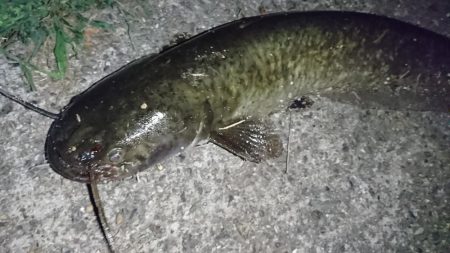 稲美町・ナマズ釣行！