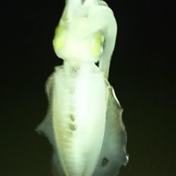 アオリサイズアップ!