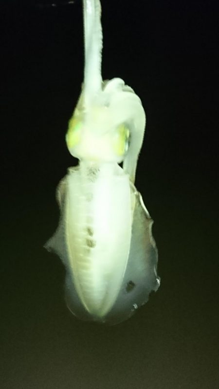 アオリサイズアップ!