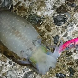 アオリイカ新子シーズン収束へ