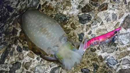 アオリイカ新子シーズン収束へ