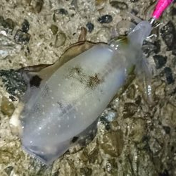 雨降る中のアオリイカ