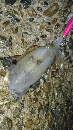 雨降る中のアオリイカ