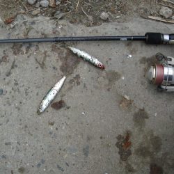 ｻｰﾍﾞﾘﾝｸﾞ