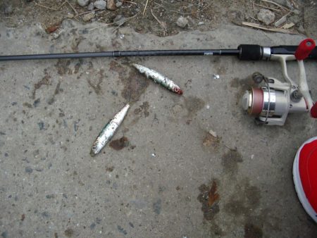 ｻｰﾍﾞﾘﾝｸﾞ