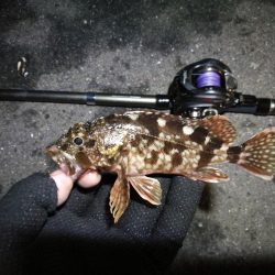 南港ヘチ釣行 (9/1 9月入りの南港ヘチ キビレチヌ、ガシラ 釣果有り)