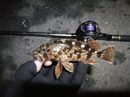 南港ヘチ釣行 (9/1 9月入りの南港ヘチ キビレチヌ、ガシラ 釣果有り)