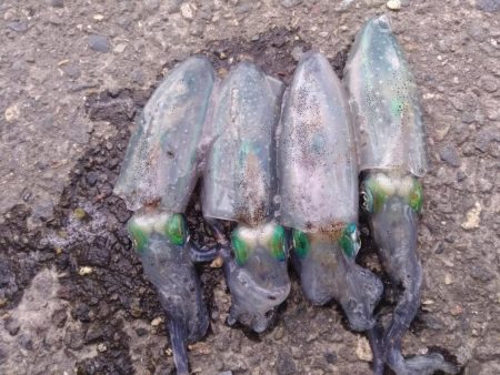 退勤フィッシング1時間　アオリイカ4杯