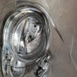 タチウオ探しに