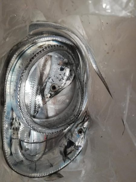 タチウオ探しに