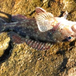 グレ釣れてます・・・