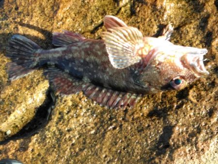 グレ釣れてます・・・