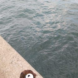 いつになったらタチウオ開幕!?