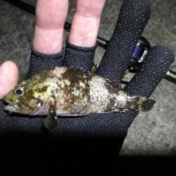 南港ヘチ釣行 (9/7 南港ヘチ釣り 黒メバル、ガシラ 釣果有り)