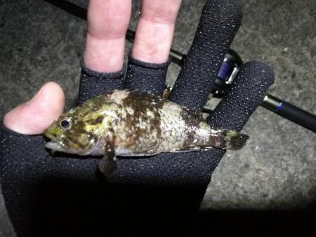 南港ヘチ釣行 (9/7 南港ヘチ釣り 黒メバル、ガシラ 釣果有り)