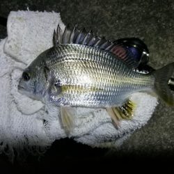 南港ヘチ釣行 (9/8 南港ヘチ釣り ガシラ22cm、小キビレチヌ 釣果有り)