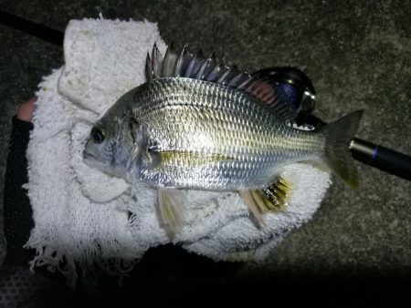 南港ヘチ釣行 (9/8 南港ヘチ釣り ガシラ22cm、小キビレチヌ 釣果有り)