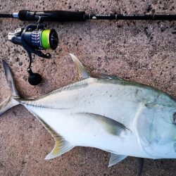 西表島、湾内でロウニンアジ