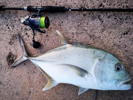 西表島、湾内でロウニンアジ