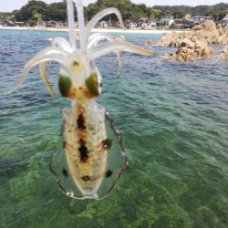 アオリイカ探しに