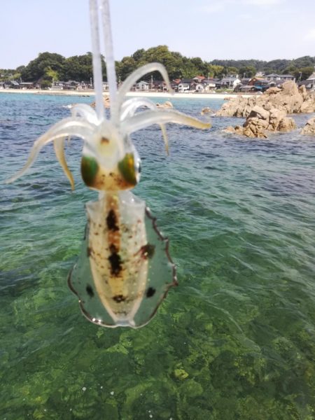 アオリイカ探しに